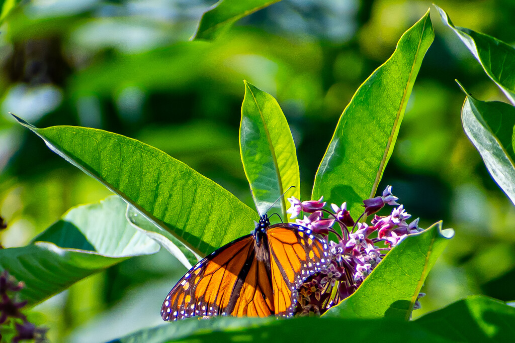 Monarch by lifeisfullofpictures
