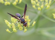 22nd Jul 2023 - Northern Paper Wasp