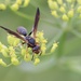 Northern Paper Wasp by corinnec
