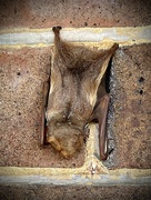 18th Jul 2023 - Snoozing Bat