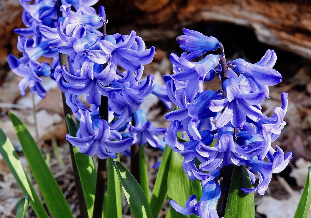 Hyacinth by sunnygreenwood