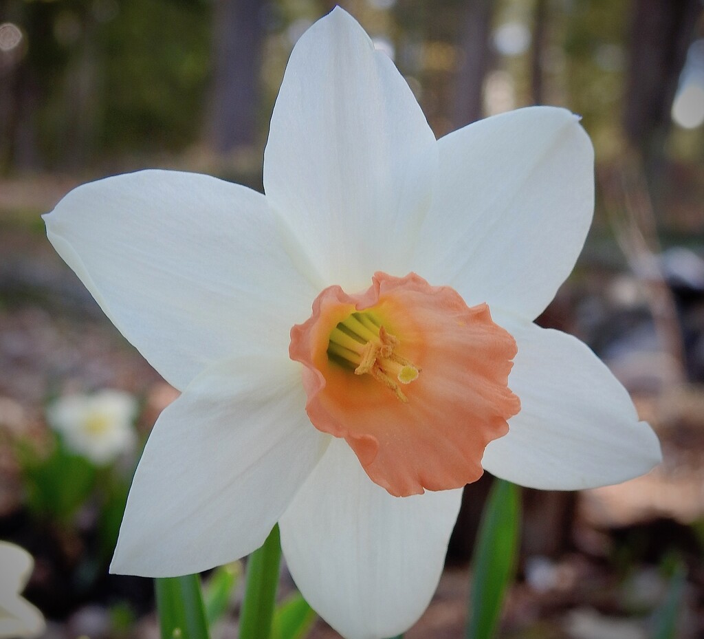 Daffodil "Pink Charm" by sunnygreenwood