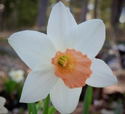 31st May 2019 - Daffodil "Pink Charm"