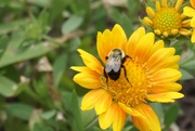 23rd Jul 2023 - Practically Perfect Pollinator