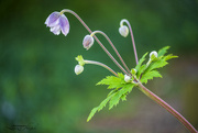 22nd Jul 2023 - Wild Swan Anemone