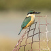 sacred kingfisher by yorkshirekiwi