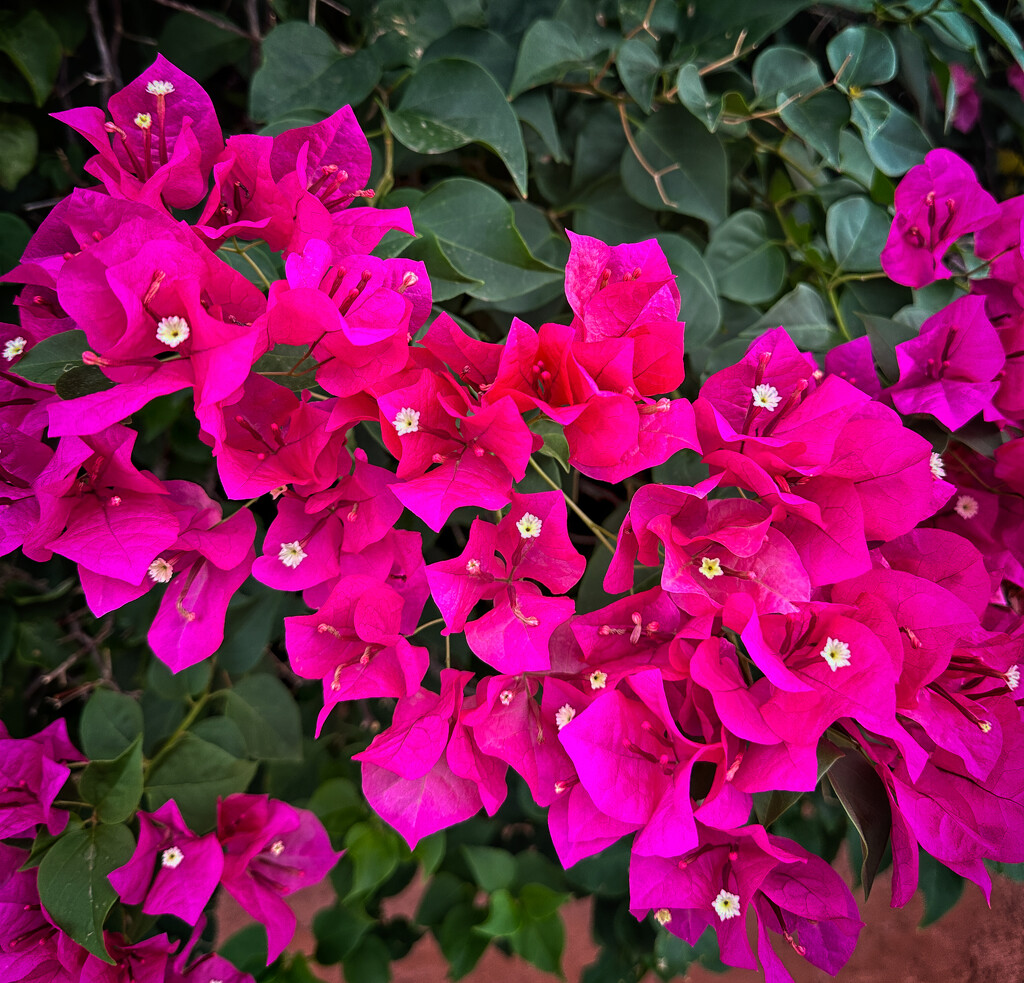 Bougainvillea by 365projectorgbilllaing