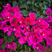 Bougainvillea by 365projectorgbilllaing