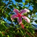 Pretty Pink Hibiscus & A Blue Sky ~ by happysnaps