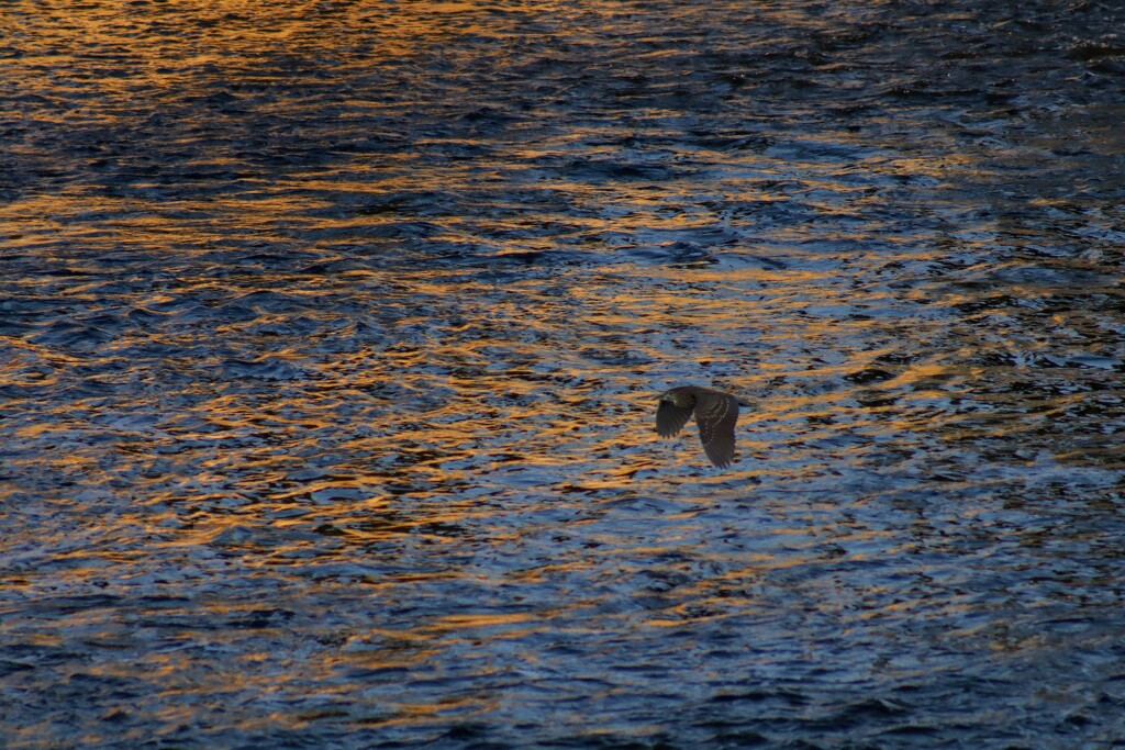 The Night Heron Flies at Sunset by princessicajessica