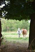 18th Jul 2023 - hello horses