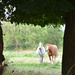 hello horses by parisouailleurs