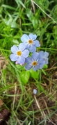 23rd Jul 2023 - Forget me not 