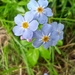 Forget me not  by 365projectorgjoworboys