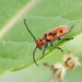 Milkweed Beetle by corinnec