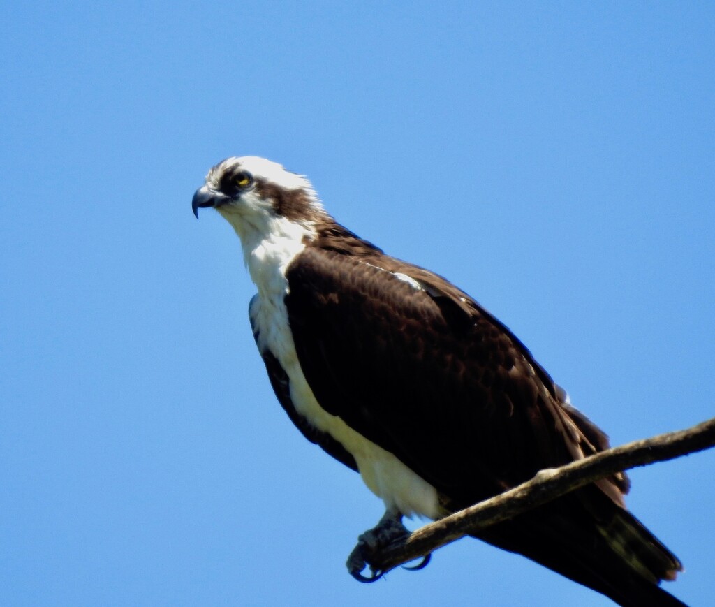 Osprey by sunnygreenwood