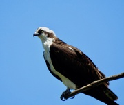 2nd Jun 2019 - Osprey