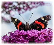 23rd Jul 2023 - Red Admiral And Buddleia