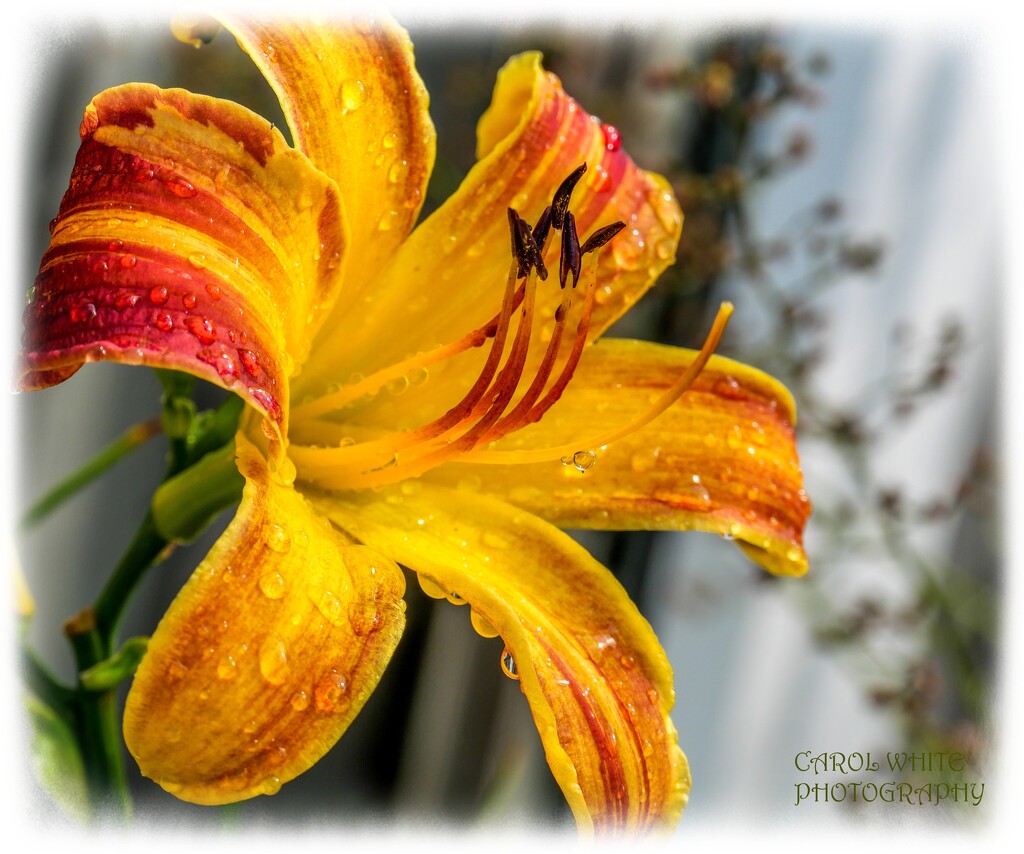 Raindrops On A Day Lily by carolmw