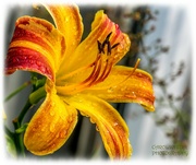 23rd Jul 2023 - Raindrops On A Day Lily