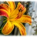 Raindrops On A Day Lily by carolmw