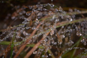 23rd Jul 2023 - Raindrops and grasses.........