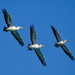 Pelican Fly By P7234367 by merrelyn