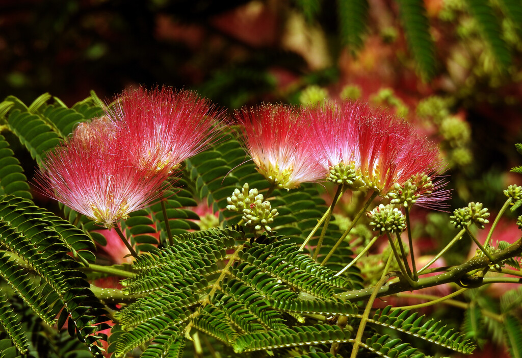 Mimosa Tree Blooms by seattlite