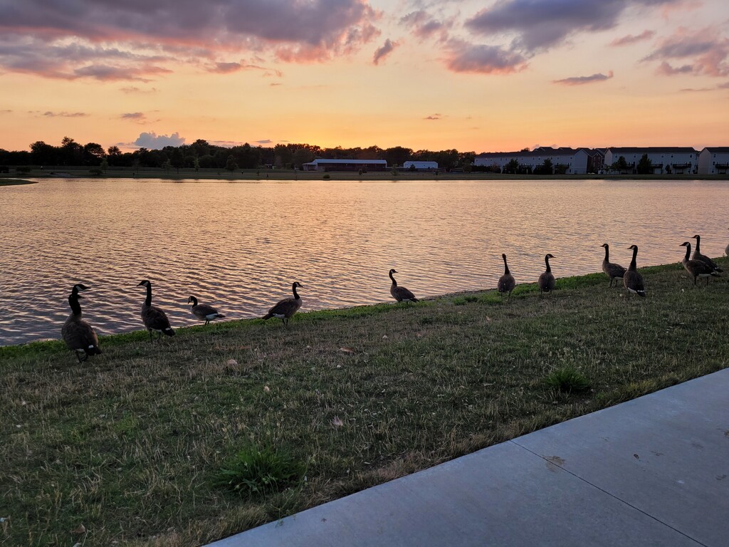 Geese line by scoobylou