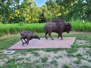 14th Jul 2023 - Where the buffalo roam