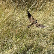 23rd Jul 2023 - Kestrel