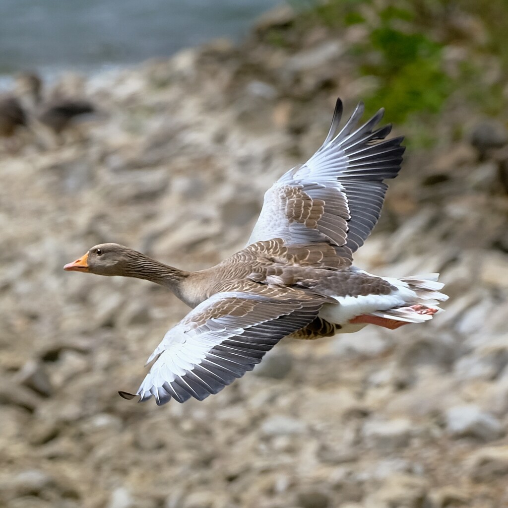 Greylag Goose  by brocky59