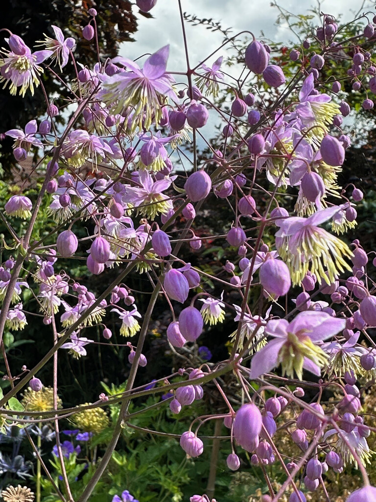 Lilac Thalictrum by 365projectmaxine