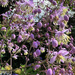 Lilac Thalictrum by 365projectmaxine