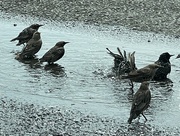 23rd Jul 2023 - Bathing Starlings