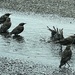 Bathing Starlings by bill_gk
