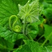 Fairytale Cucumber Tendril by alophoto