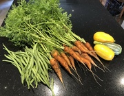 23rd Jul 2023 - Today's Harvest