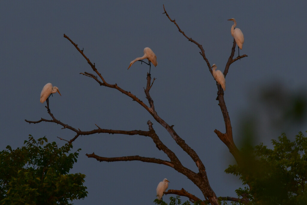 Five Egrets by kareenking