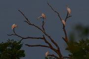 22nd Jul 2023 - Five Egrets