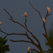 Five Egrets by kareenking