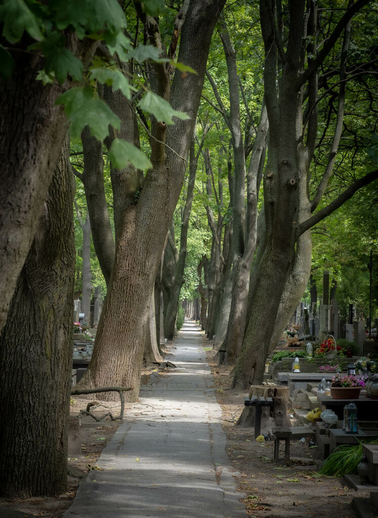 In the shade of trees by haskar