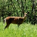 Curious Deer by sunnygreenwood