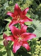 23rd Jul 2023 - Red lilies 