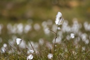 23rd Jul 2023 - Cotton grass