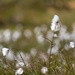 Cotton grass by okvalle