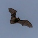 Going Batty!  by rjb71