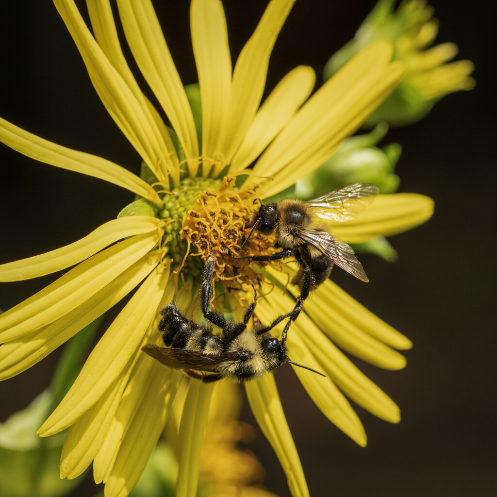 Bumble Bee Ballet by kvphoto
