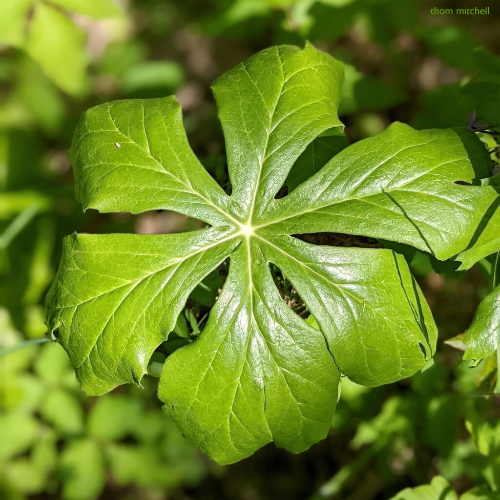 Mayapple leaf  by rhoing