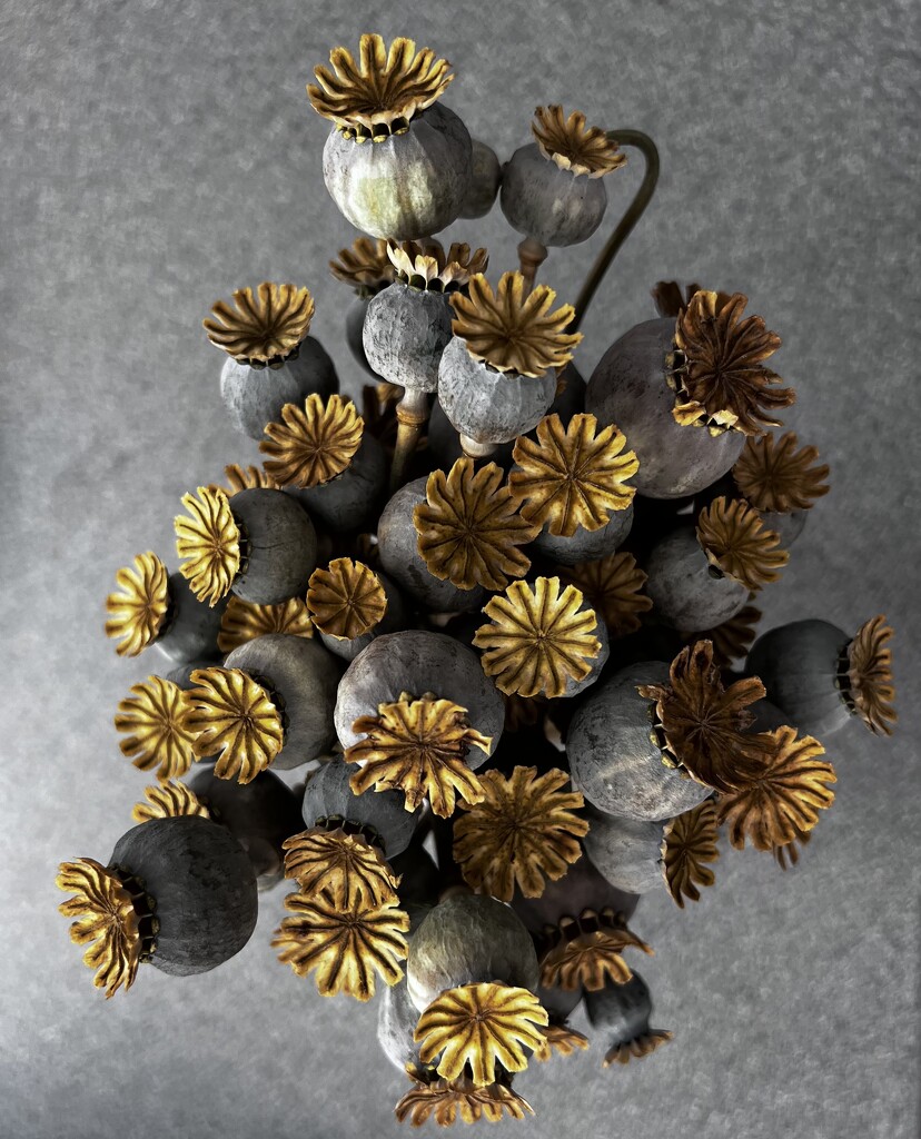 Poppy seed heads by keeptrying